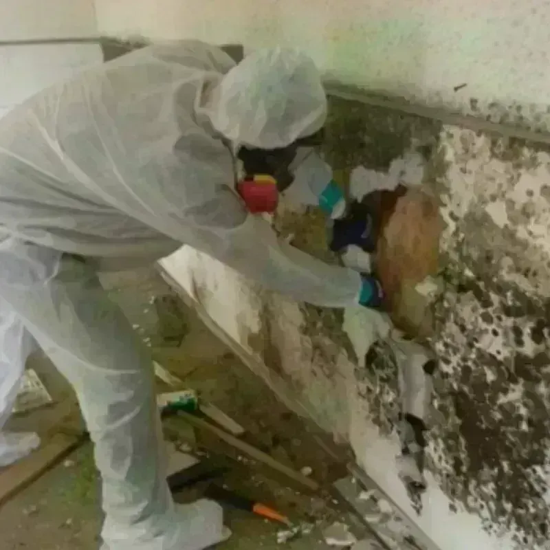 Mold Remediation and Removal in Adams County, IA